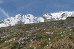 prato fiorito con sfondo Monte Quiinzeina m.2344 - Valle Sacra (TO)